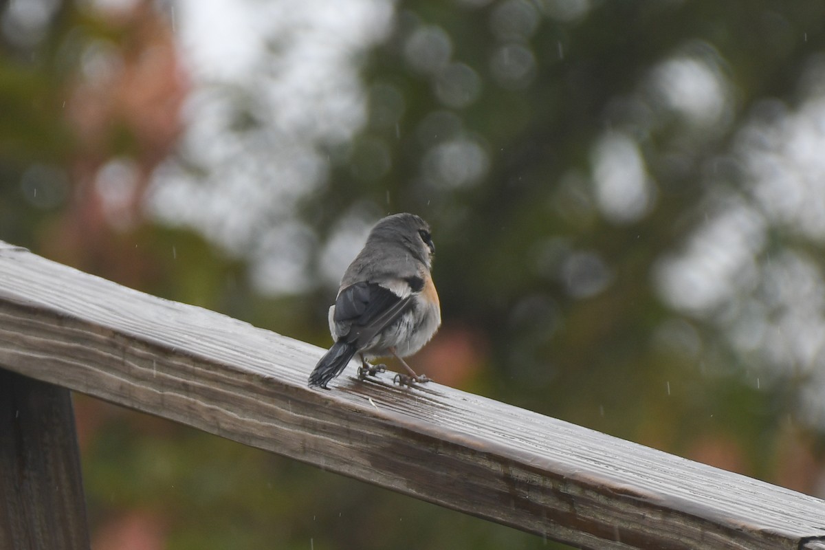 タイワンウソ - ML646571344