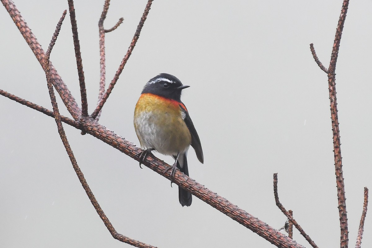 アリサンヒタキ - ML646571345