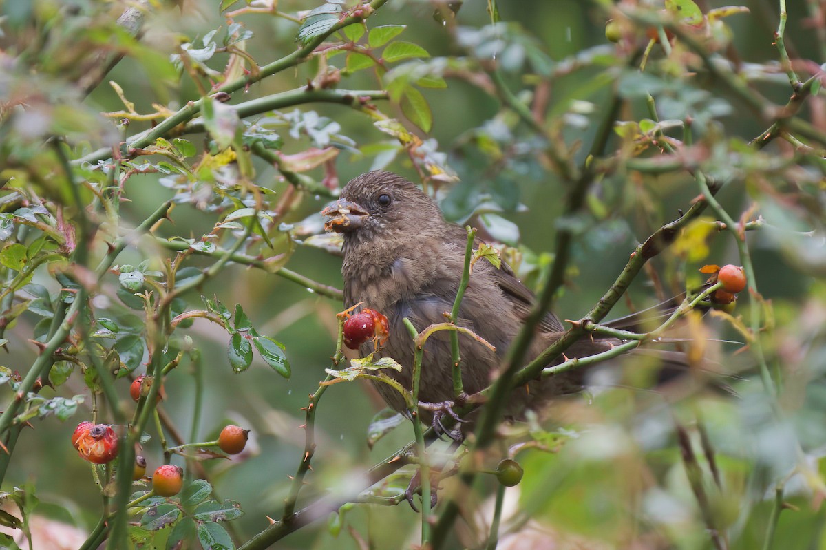 タイワンマシコ - ML646571347