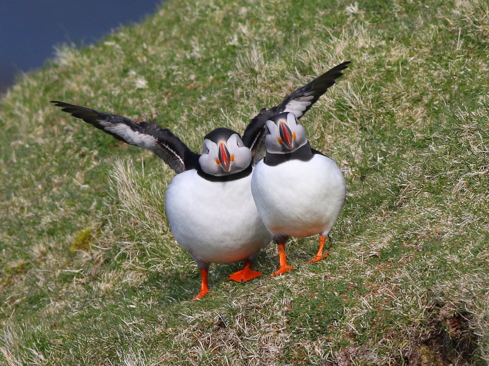 Atlantic Puffin - ML646571348
