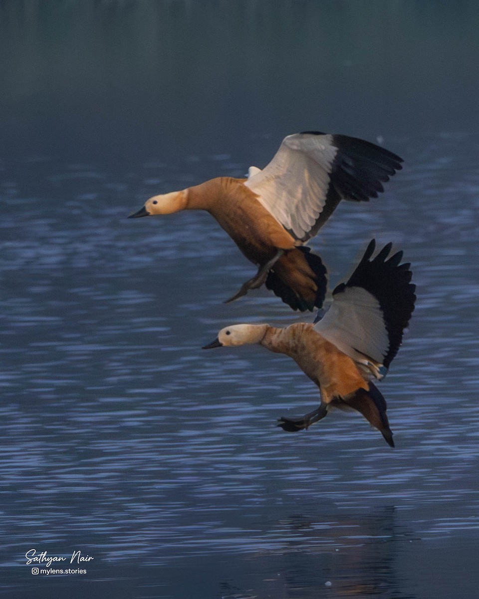 Rostgans - ML646571350