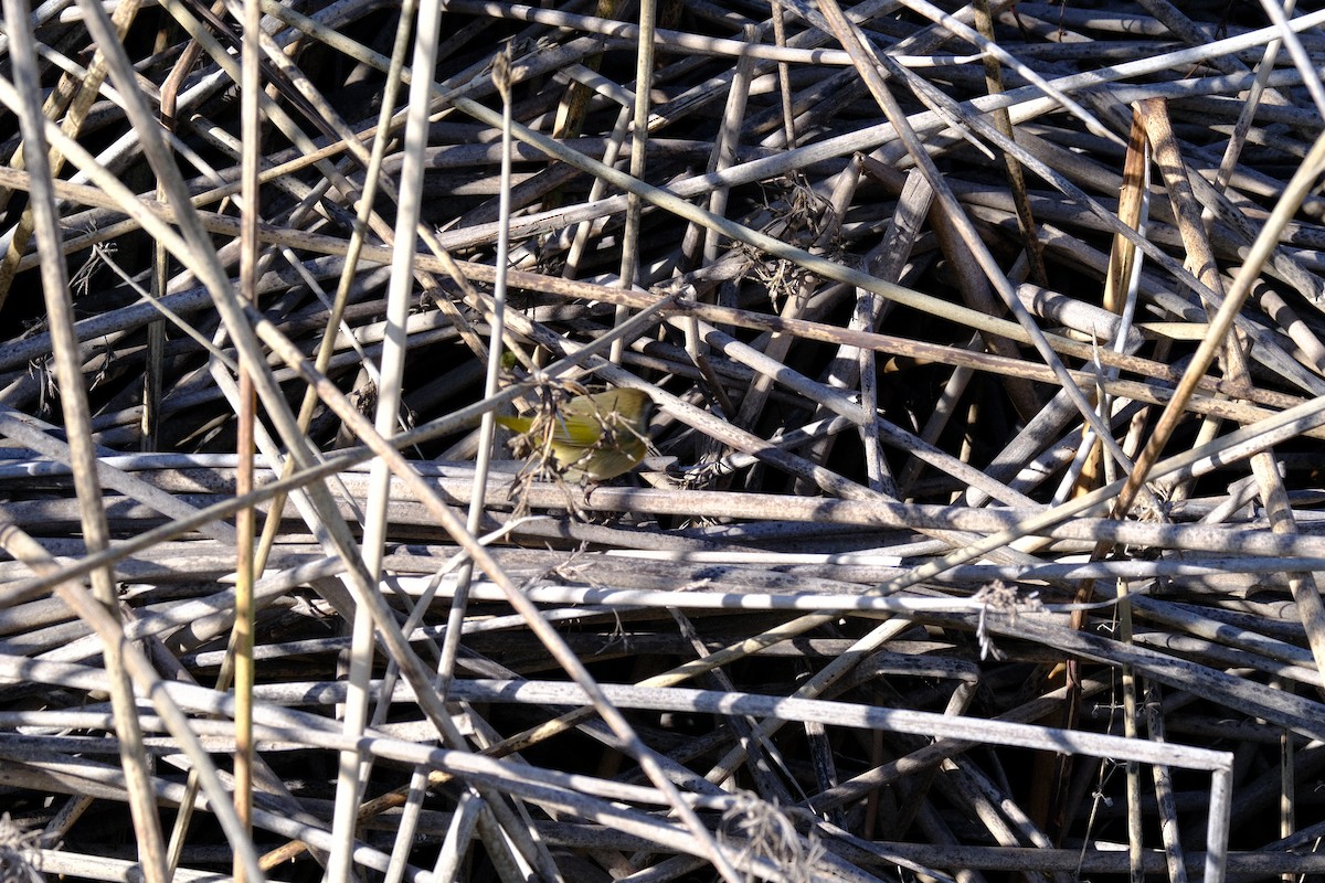 lesňáček žlutohrdlý - ML646571355