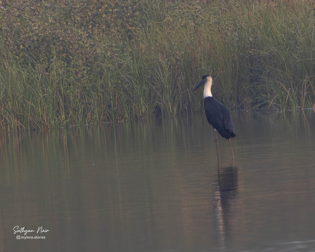 Asien-Wollhalsstorch - ML646571356