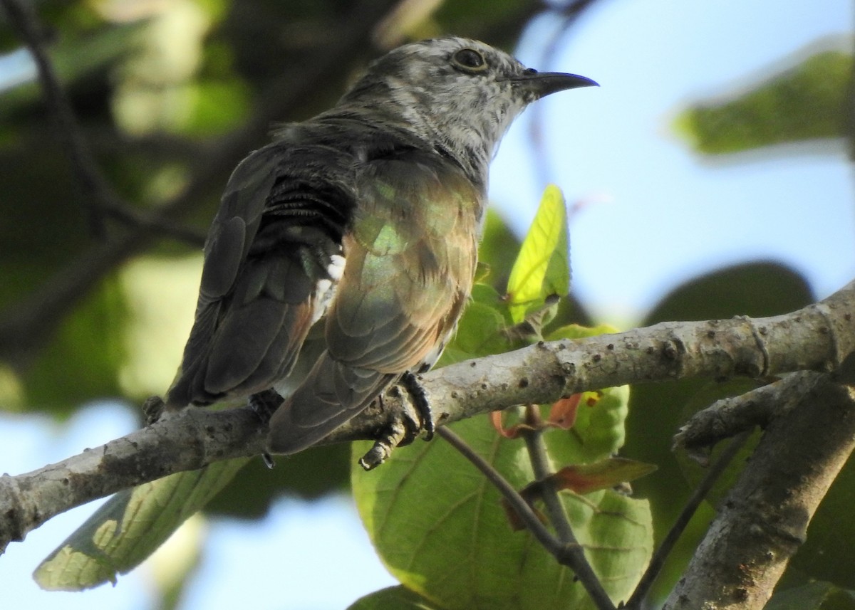 pygmégjøk - ML646571359