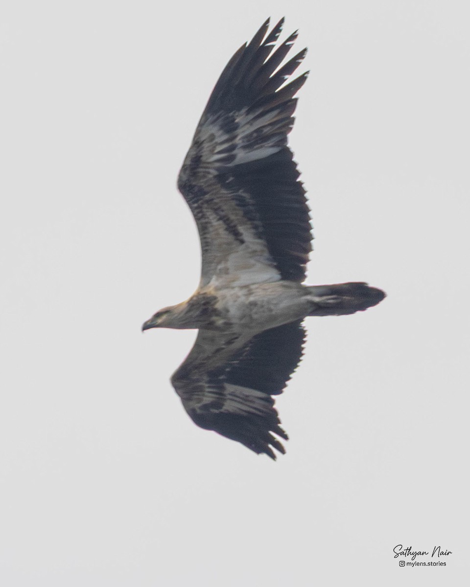 Weißbauch-Seeadler - ML646571361