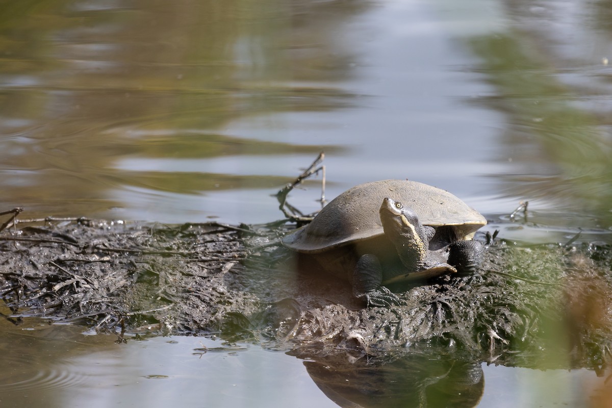 Animals - ML646571371