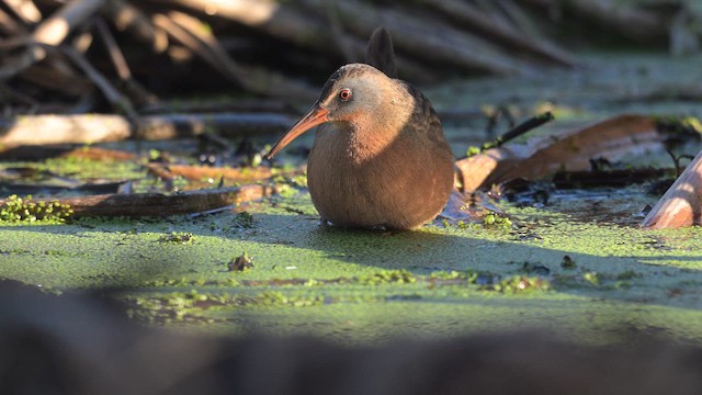 Virginia Rail - ML646571372