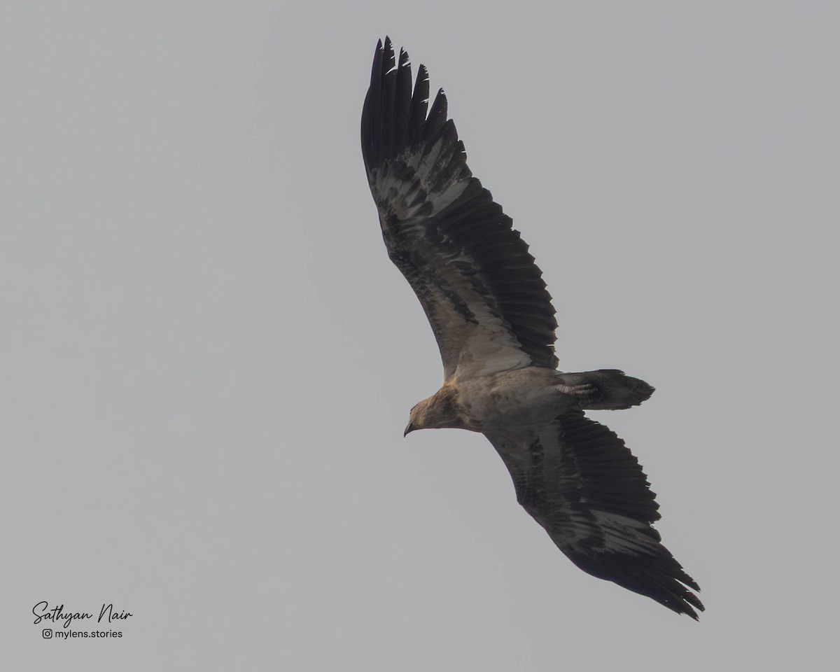 Weißbauch-Seeadler - ML646571373