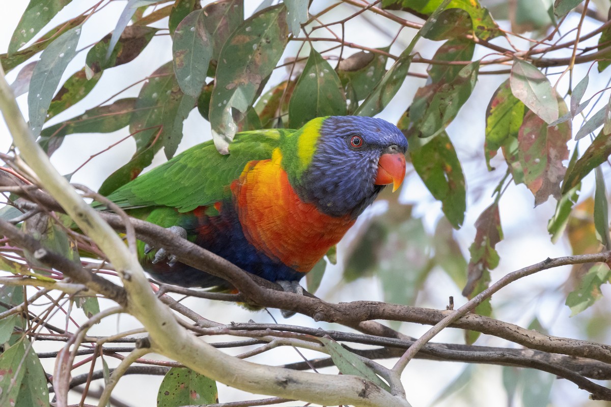 Rainbow Lorikeet - ML646571377