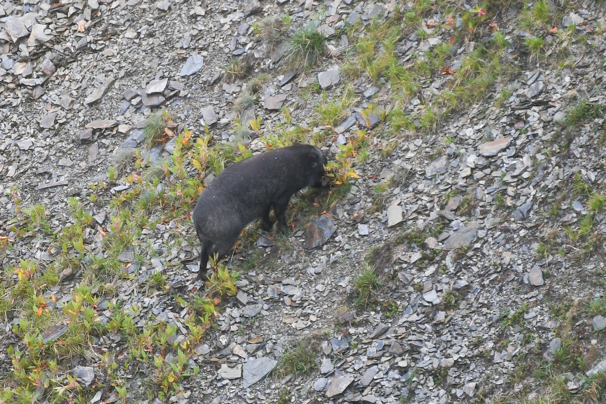 Formosan Boar - ML646571378