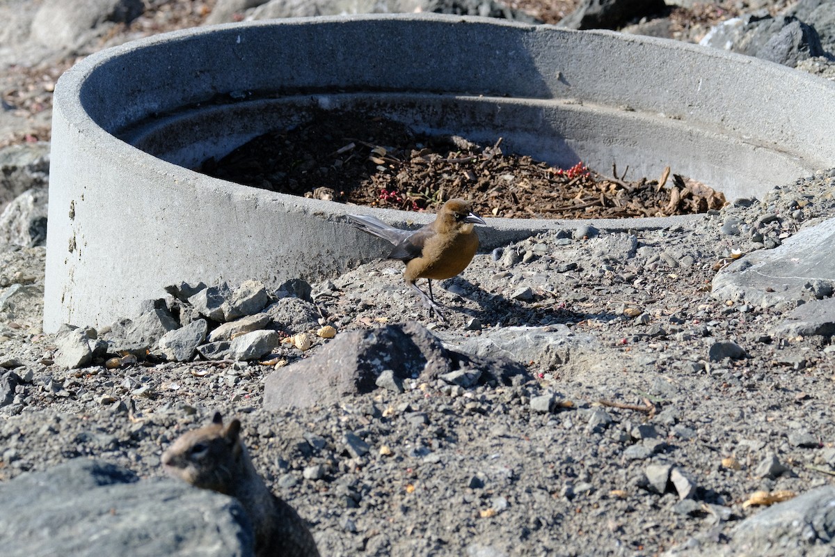 vlhovec velkoocasý - ML646571381