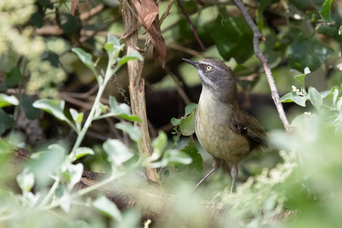 Séricorne à sourcils blancs - ML646571383