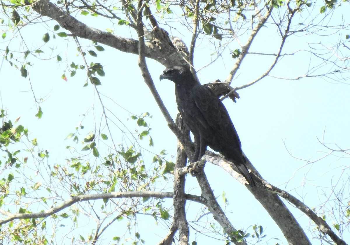 Changeable Hawk-Eagle - ML646571384