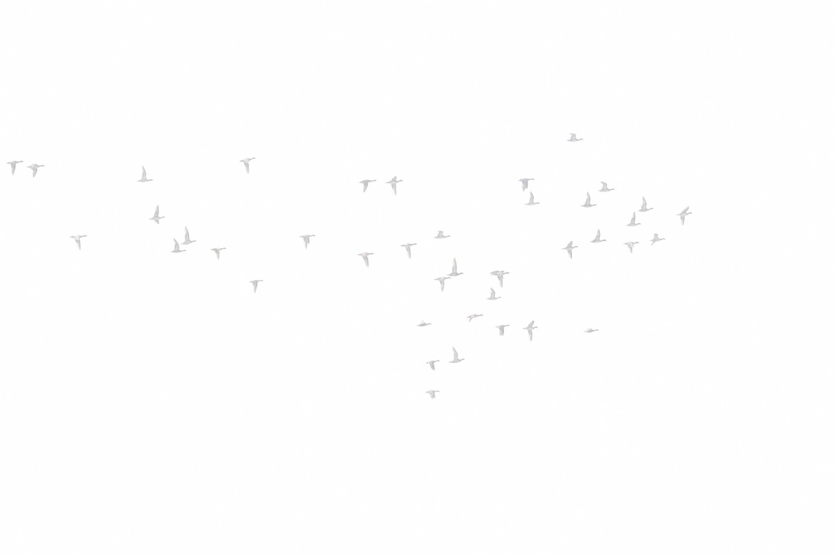 白眉鴨 - ML646571386