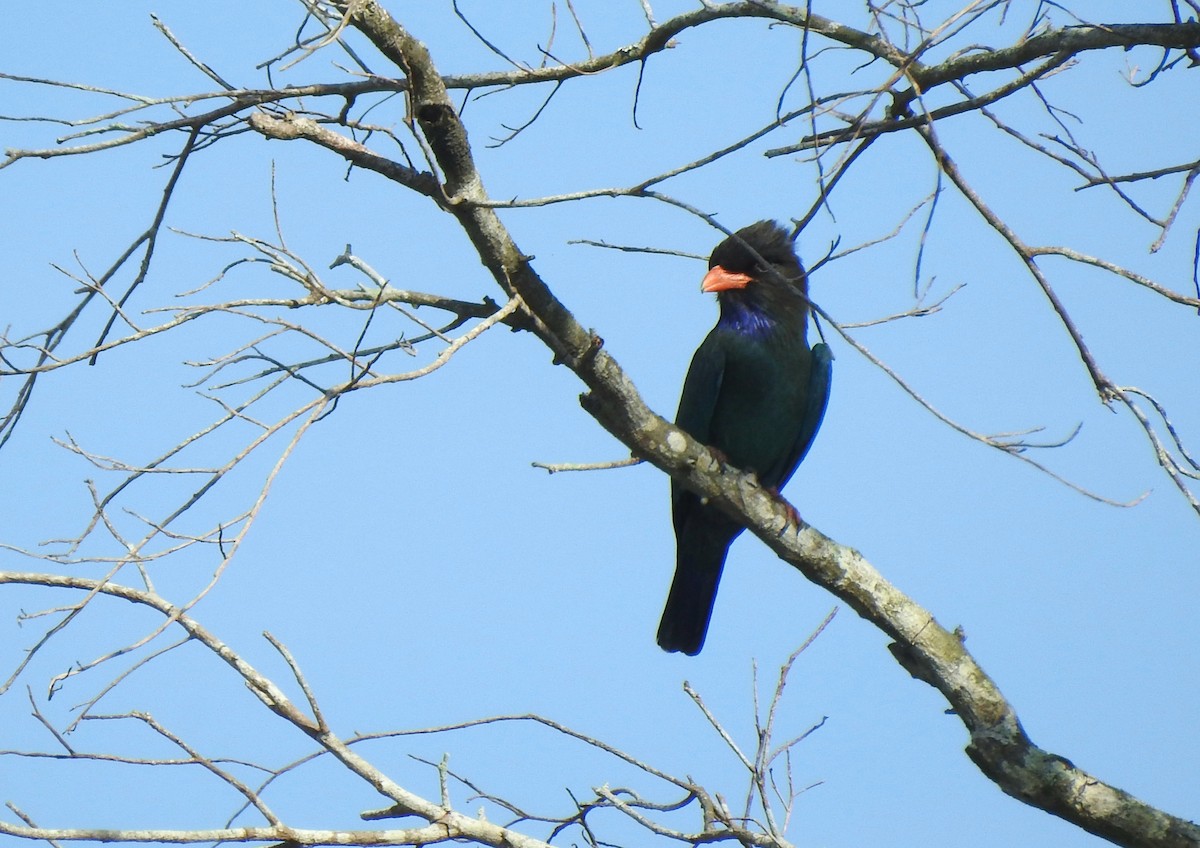 Rolle oriental - ML646571390