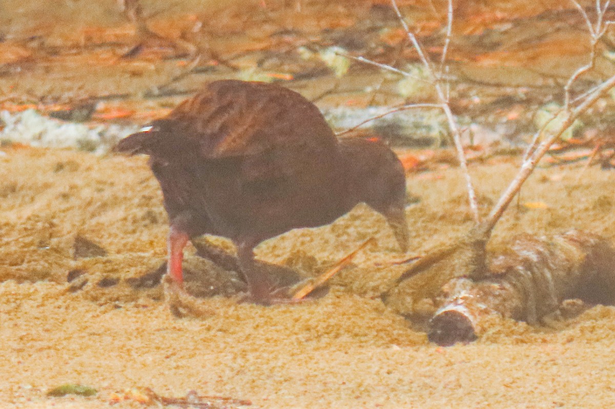 Râle wéka - ML646571391