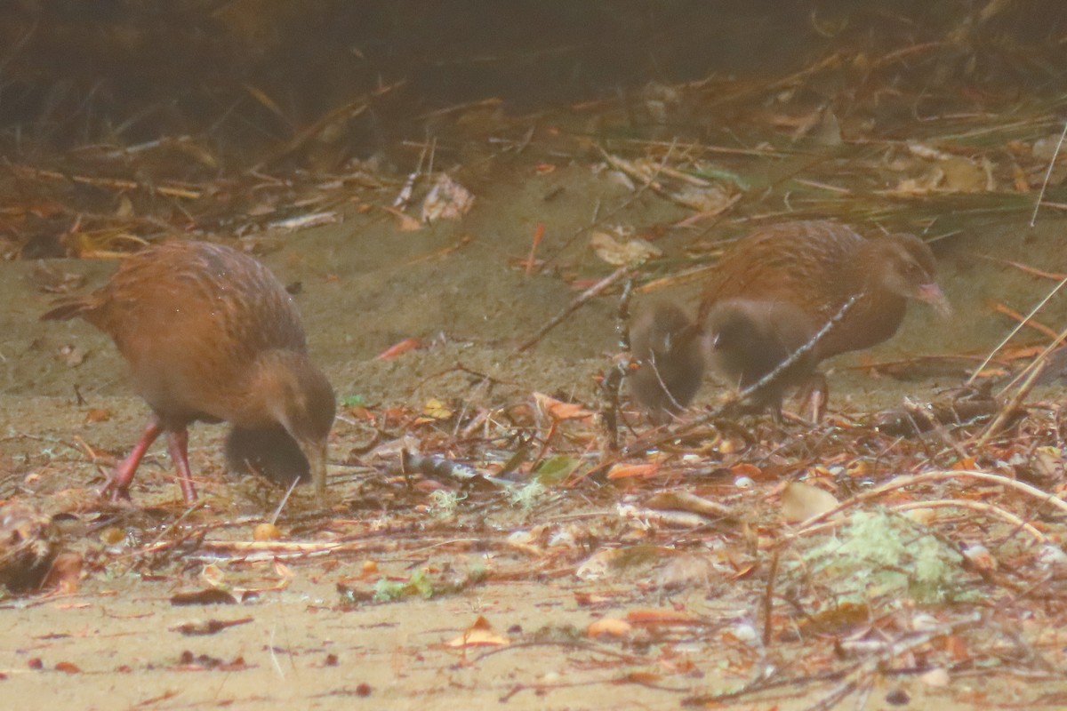 Râle wéka - ML646571392