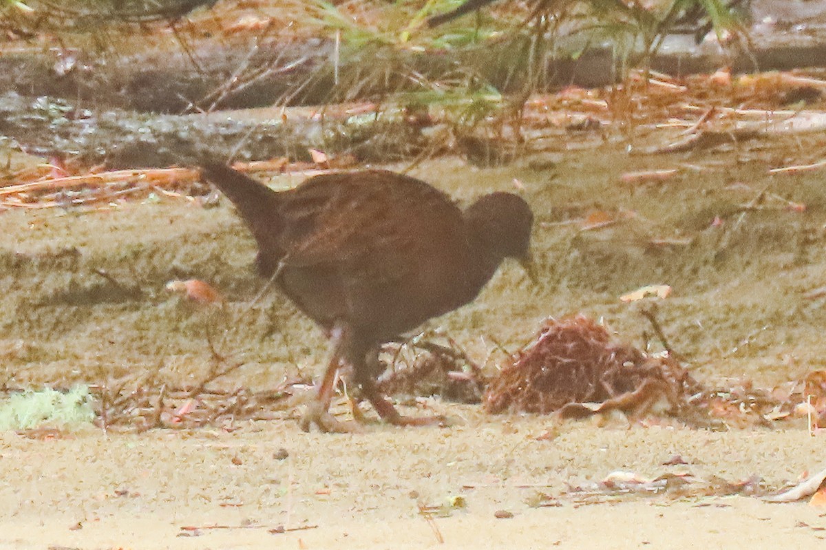 Râle wéka - ML646571393