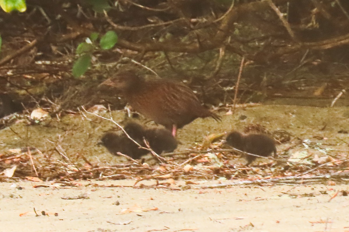 Râle wéka - ML646571394