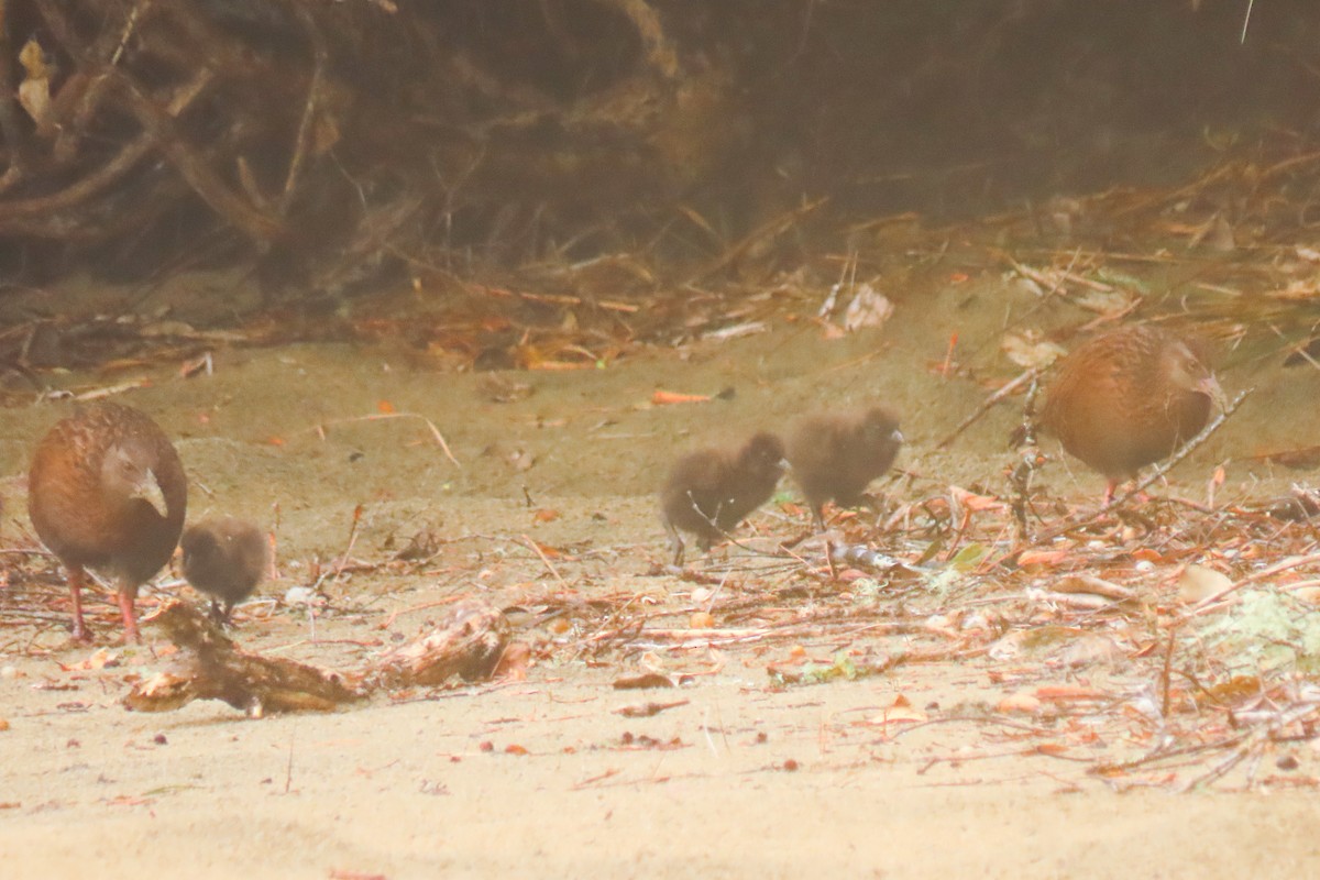 Râle wéka - ML646571395