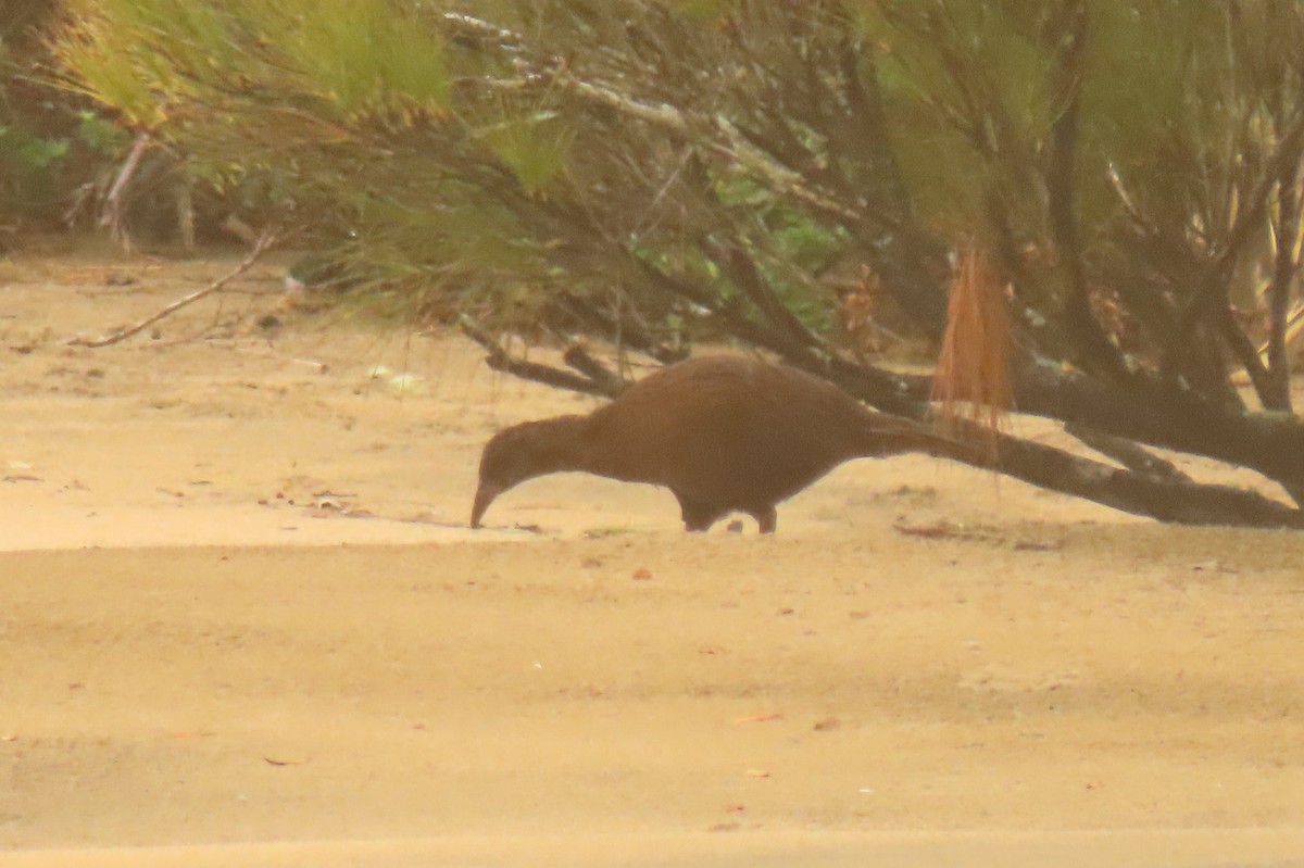 Râle wéka - ML646571396