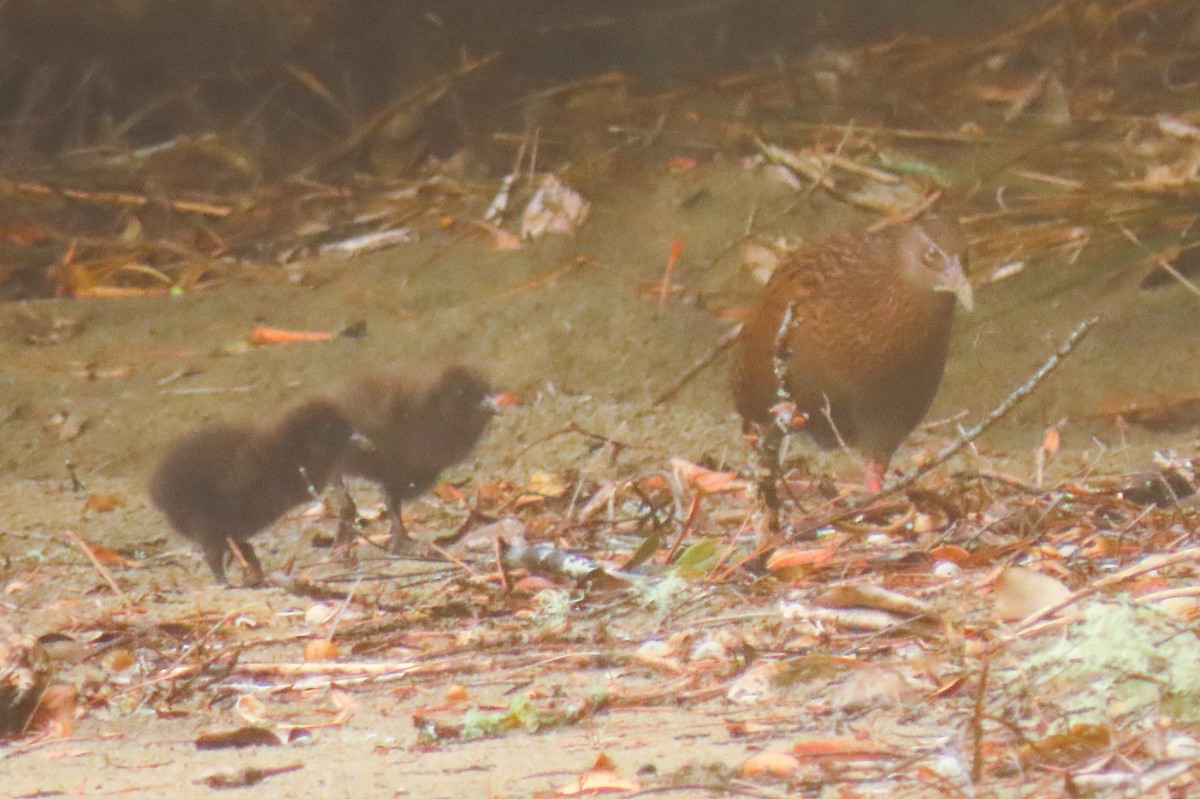 Râle wéka - ML646571397