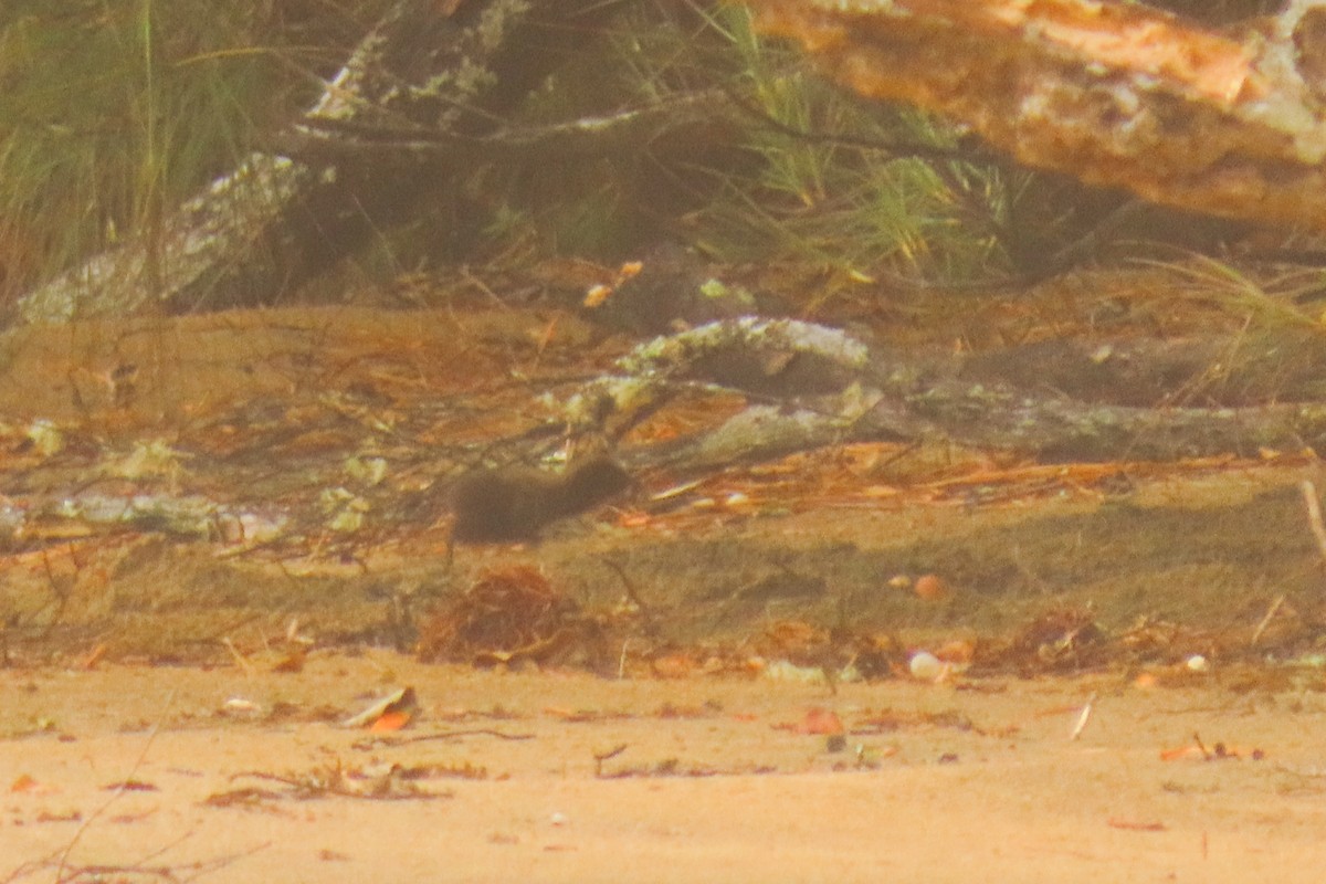 Râle wéka - ML646571399