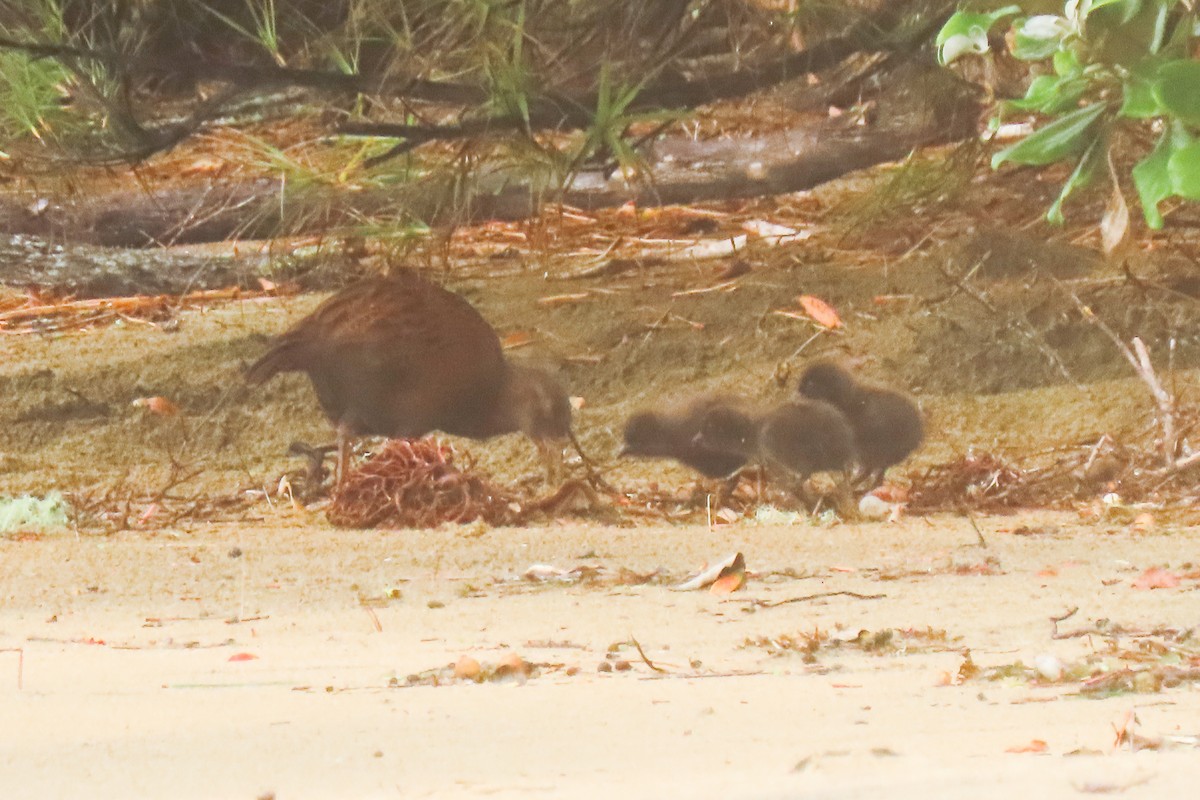 Râle wéka - ML646571400