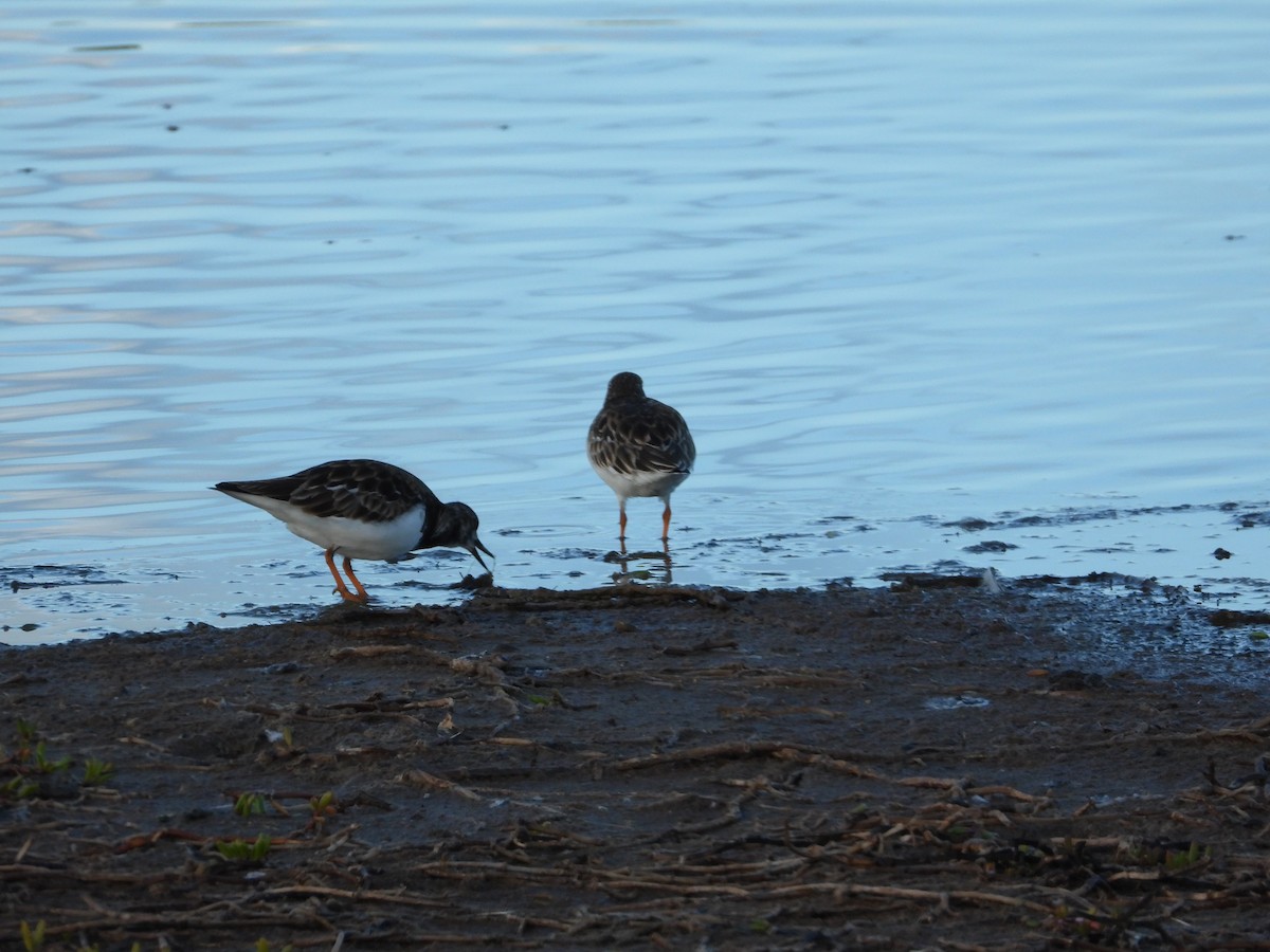 Tournepierre à collier - ML646571401