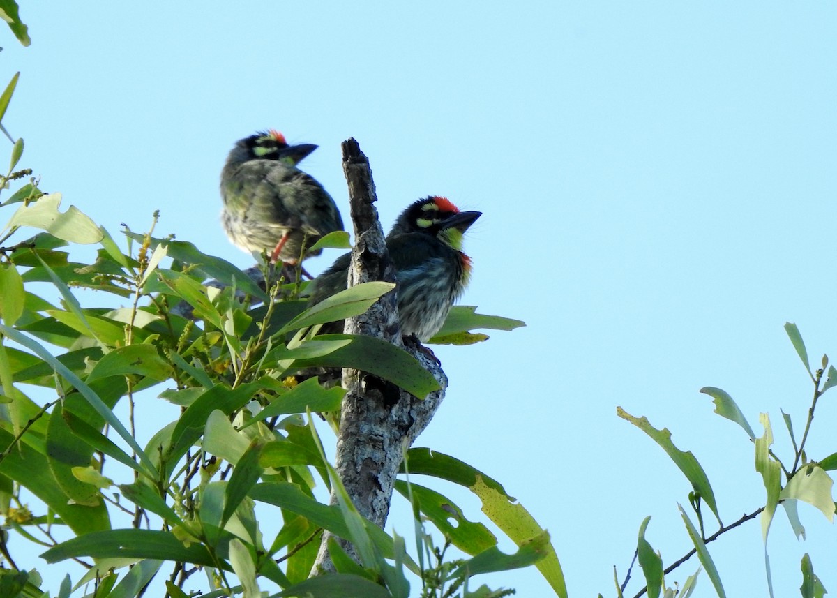 Barbu à plastron rouge - ML646571402