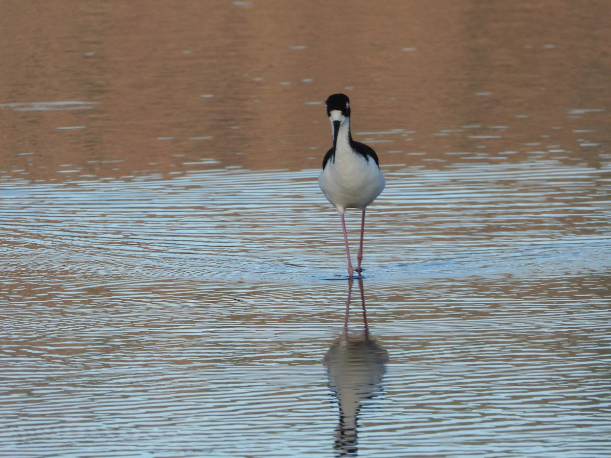 クロエリセイタカシギ - ML646571403