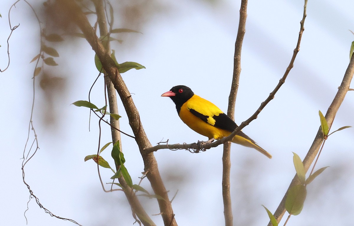 žluva černokápá - ML646571411