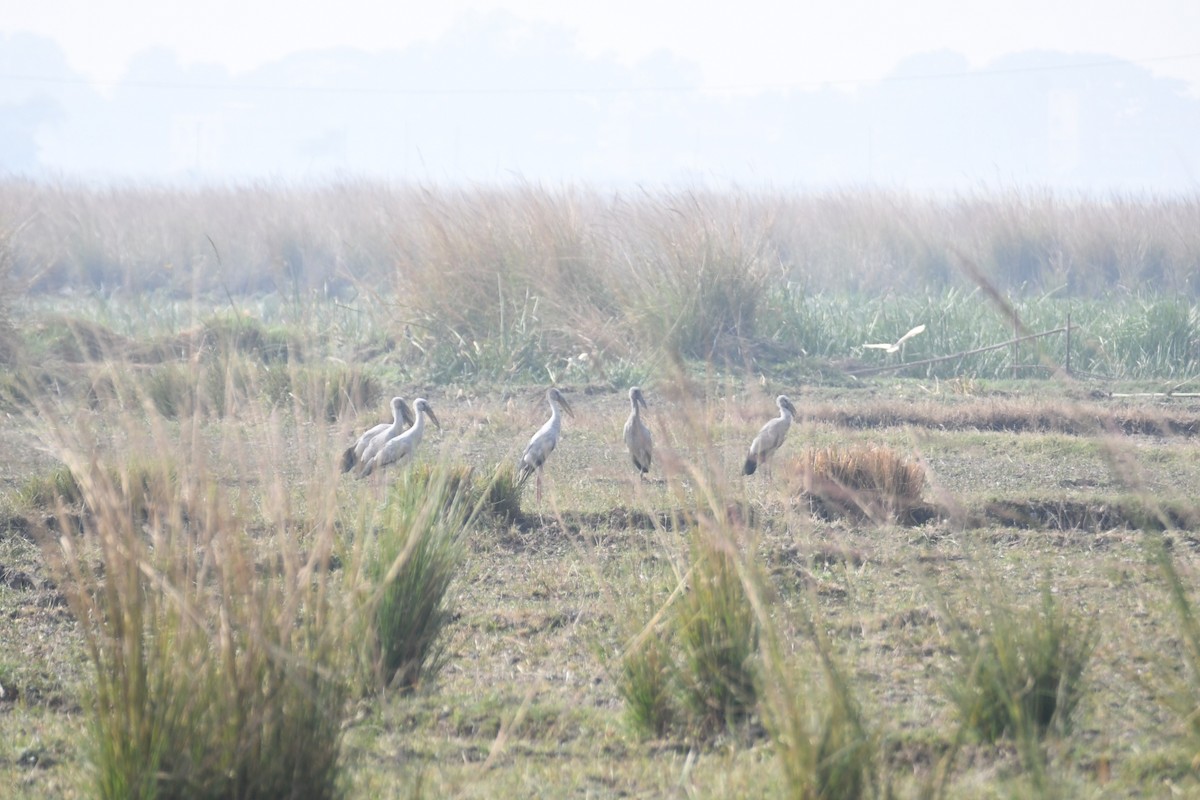 Bec-ouvert indien - ML646571413