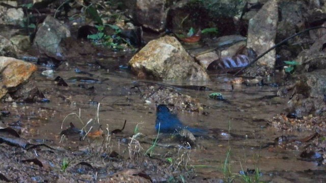 シロハラヒメアオヒタキ - ML646571416