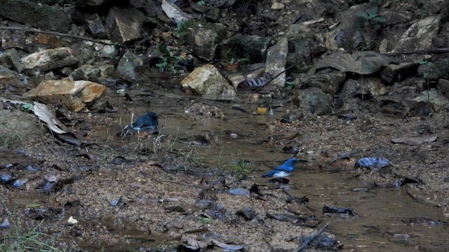 Blue-throated Flycatcher - ML646571417