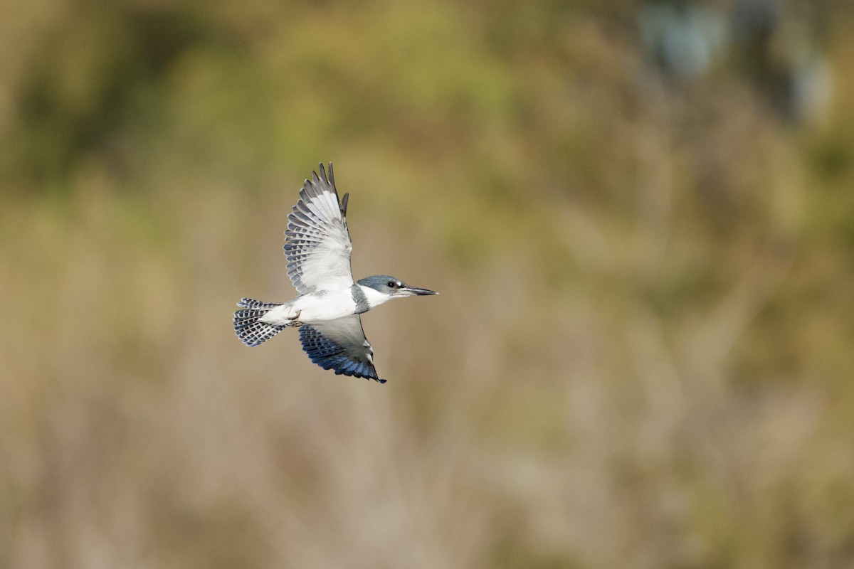 Belted Kingfisher - ML646571418