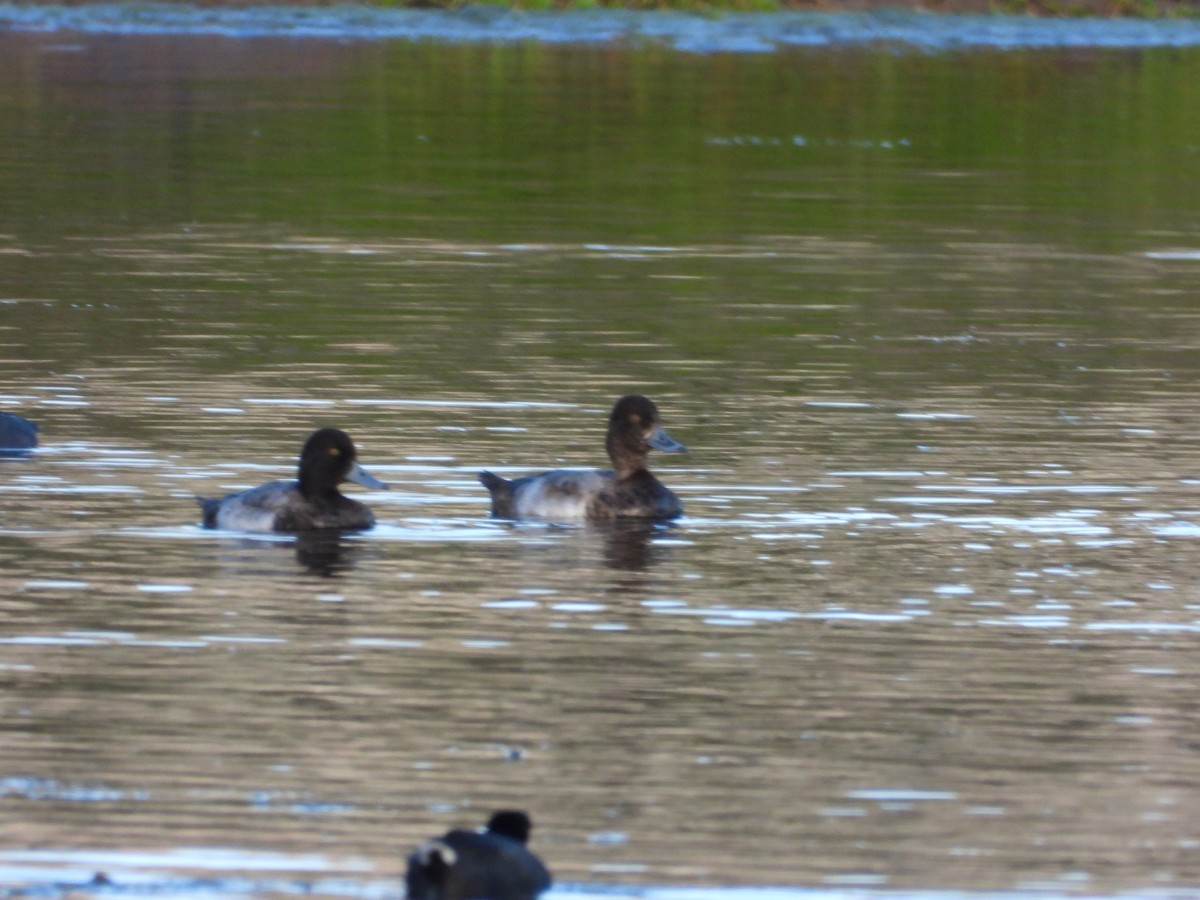 Petit Fuligule - ML646571419