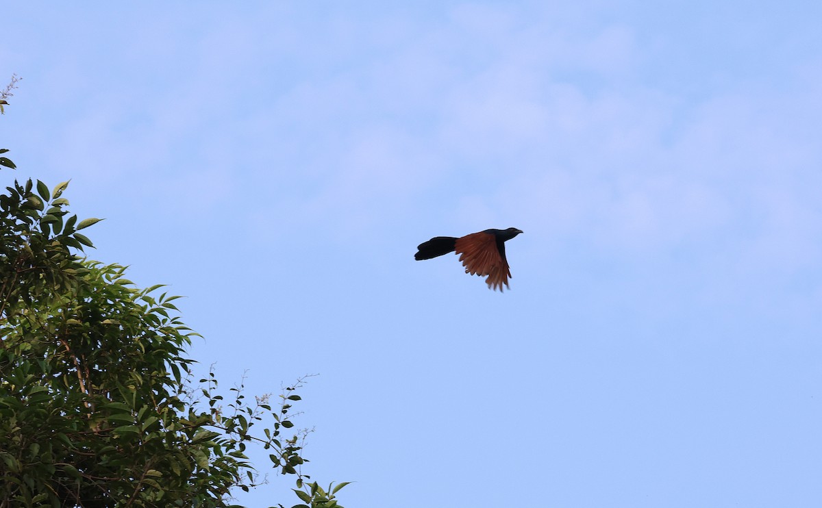 kukačka vraní - ML646571423