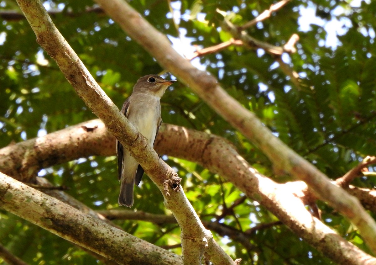 Gobemouche brun - ML646571424