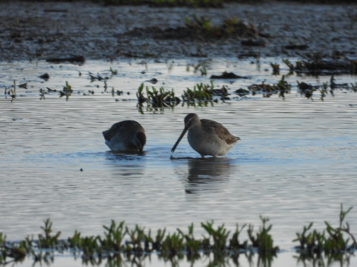 Bécassin à long bec - ML646571425