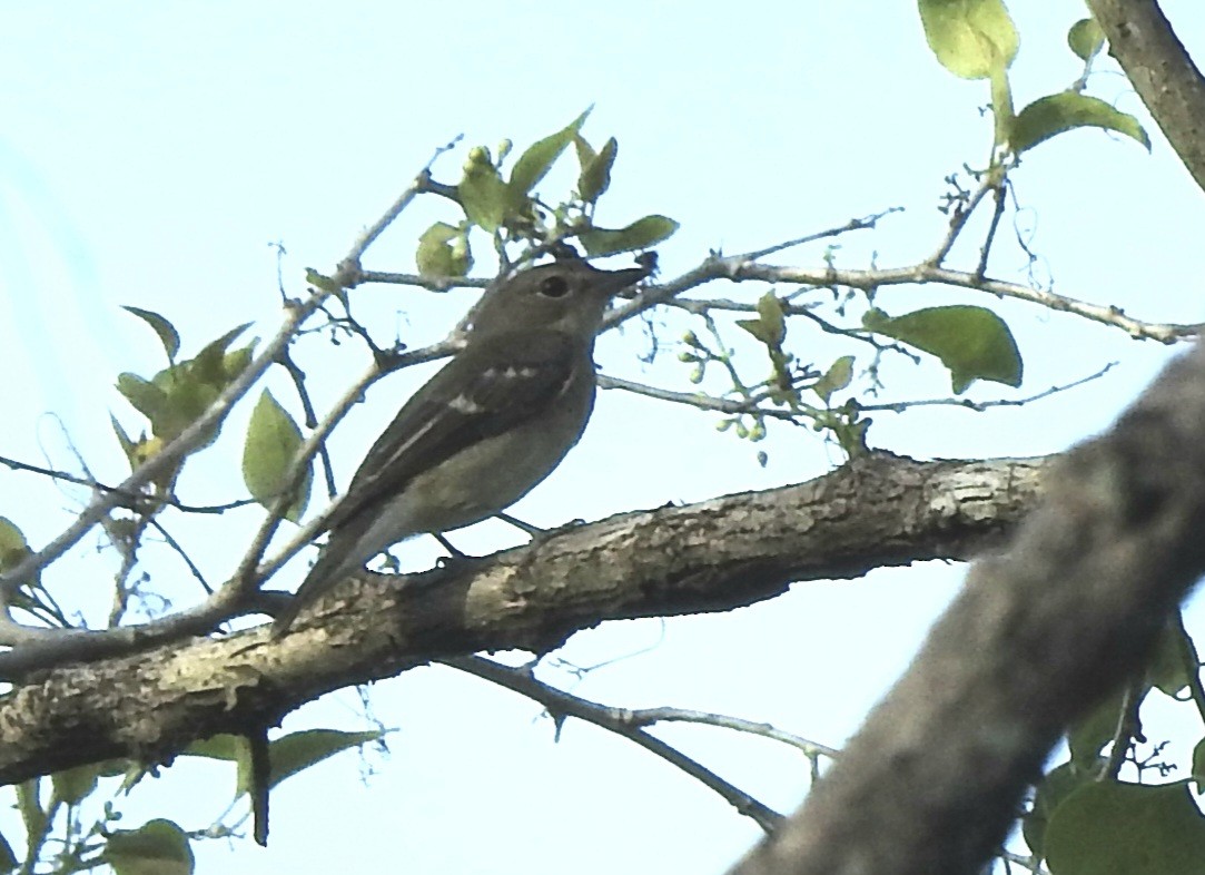 Gobemouche à croupion jaune - ML646571428