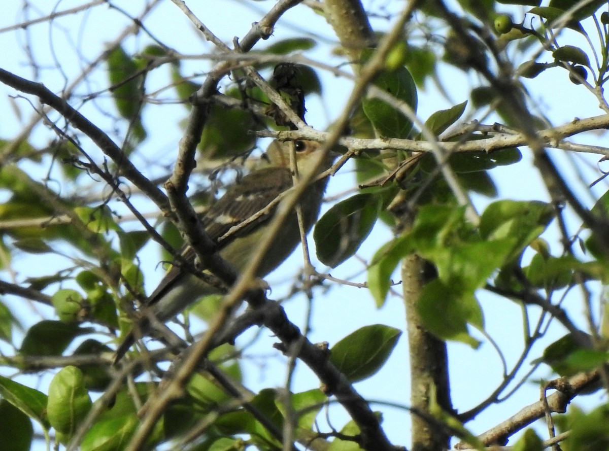 Gobemouche à croupion jaune - ML646571429