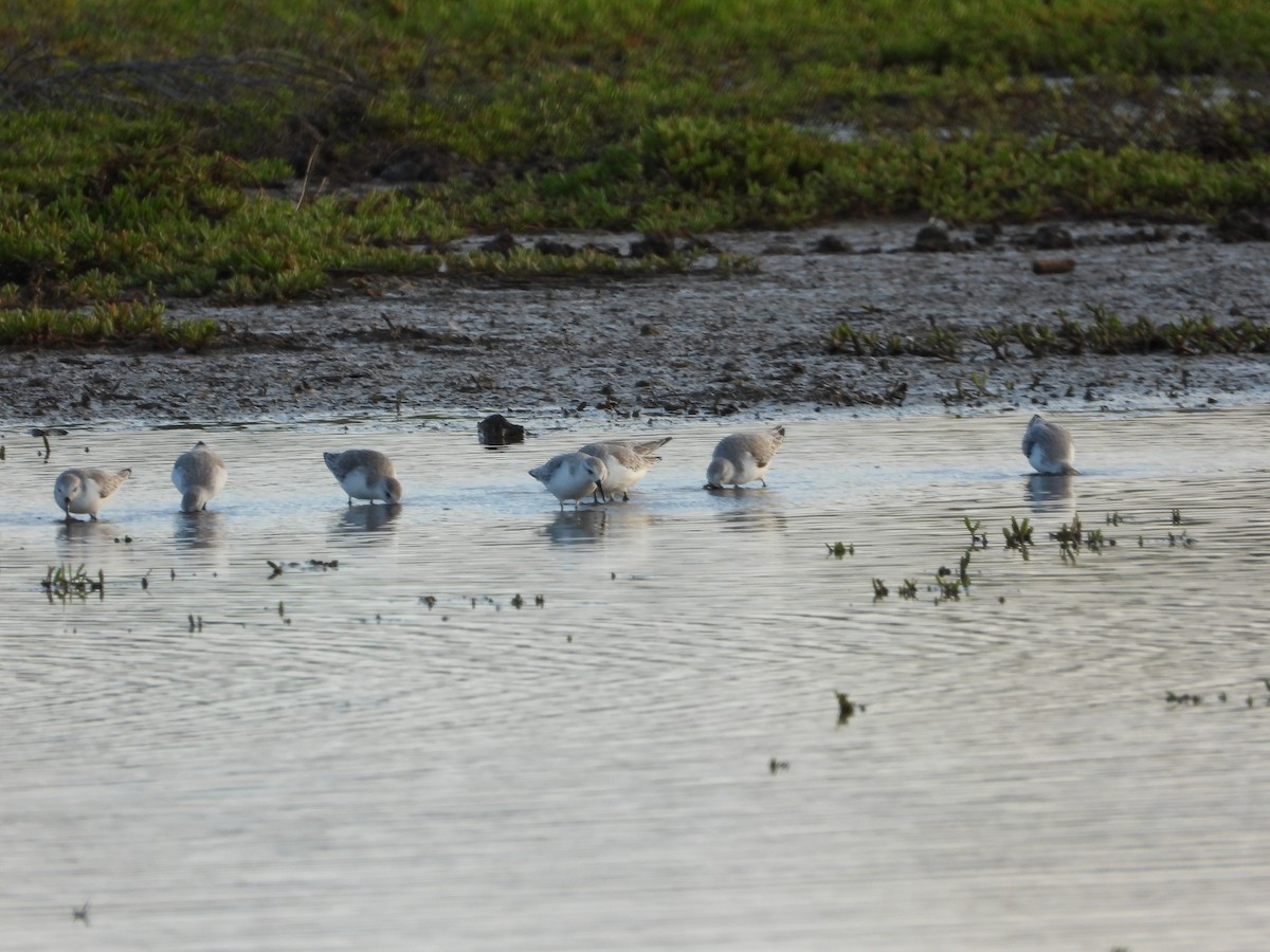Bécasseau sanderling - ML646571430