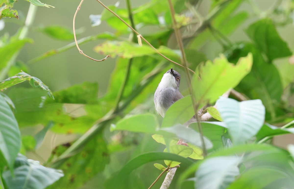 Gray-breasted Prinia - ML646571432