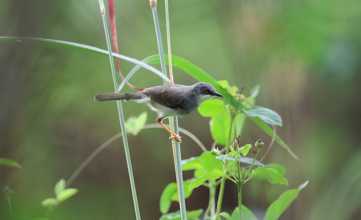 Gray-breasted Prinia - ML646571440