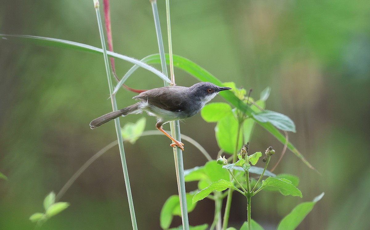 Gray-breasted Prinia - ML646571441