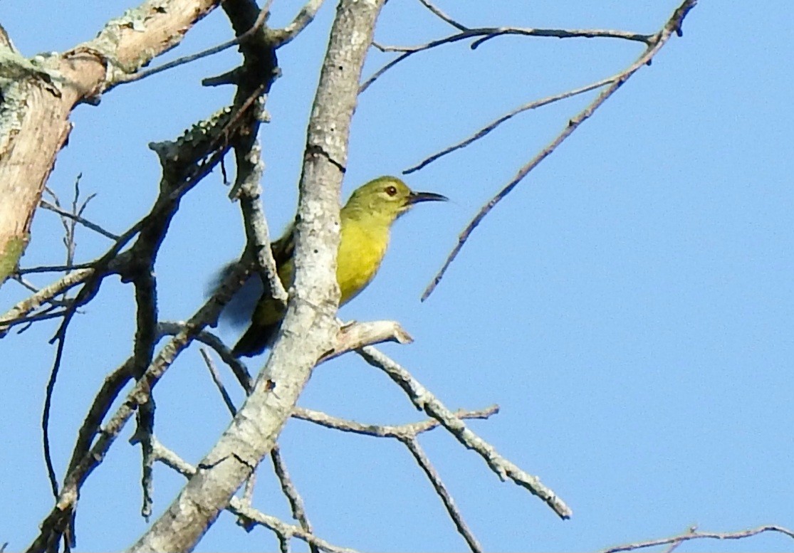 Braunkehl-Nektarvogel - ML646571442