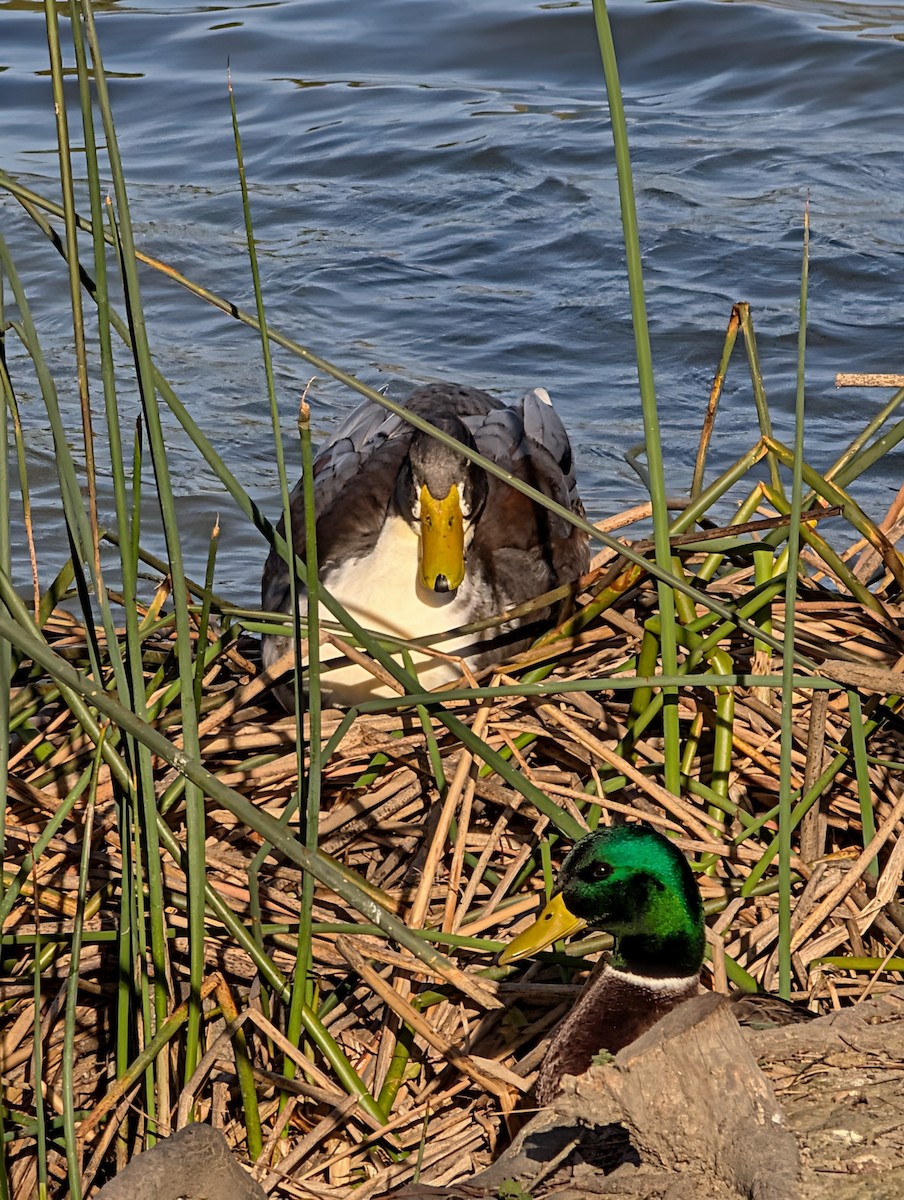 kachna divoká - ML646571444