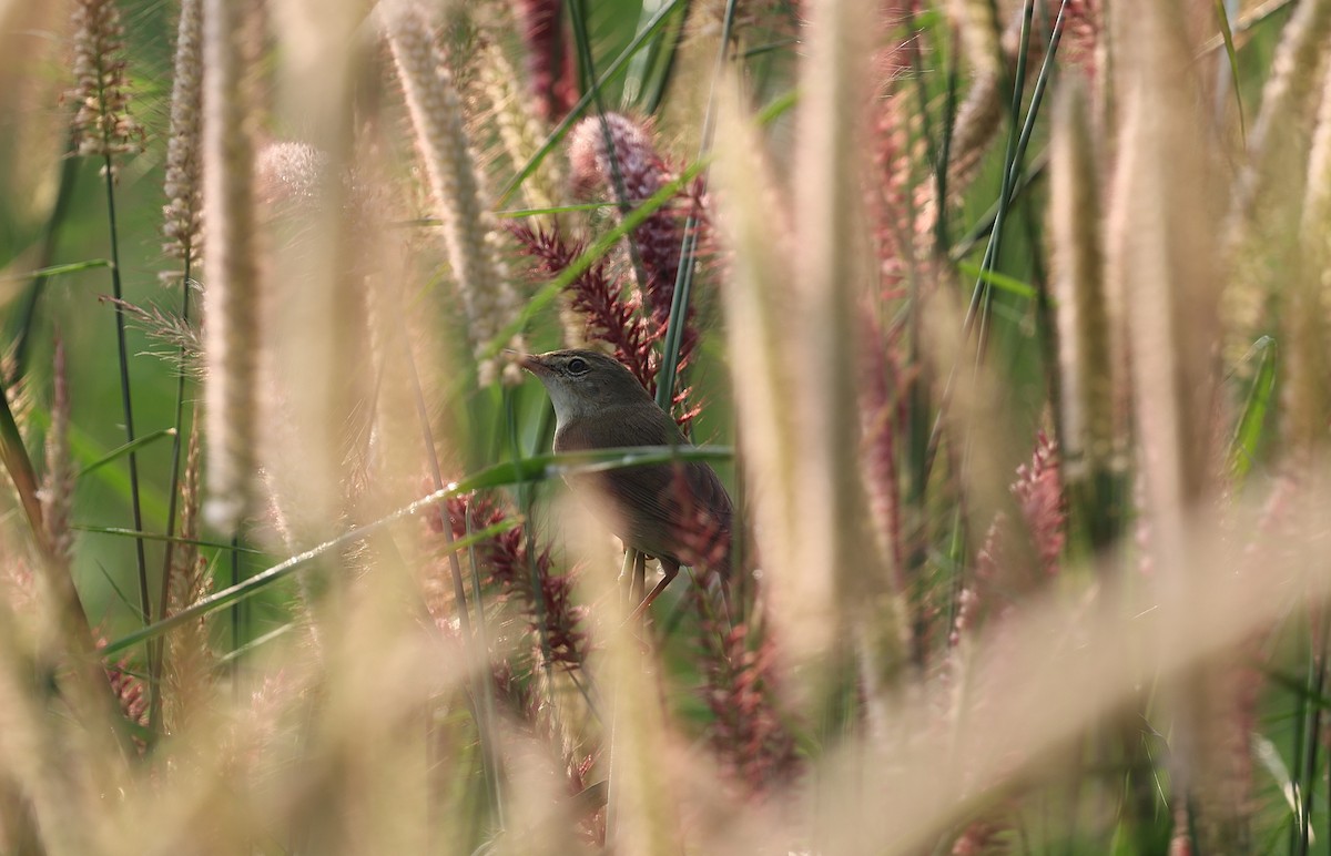 rákosník pokřovní - ML646571445