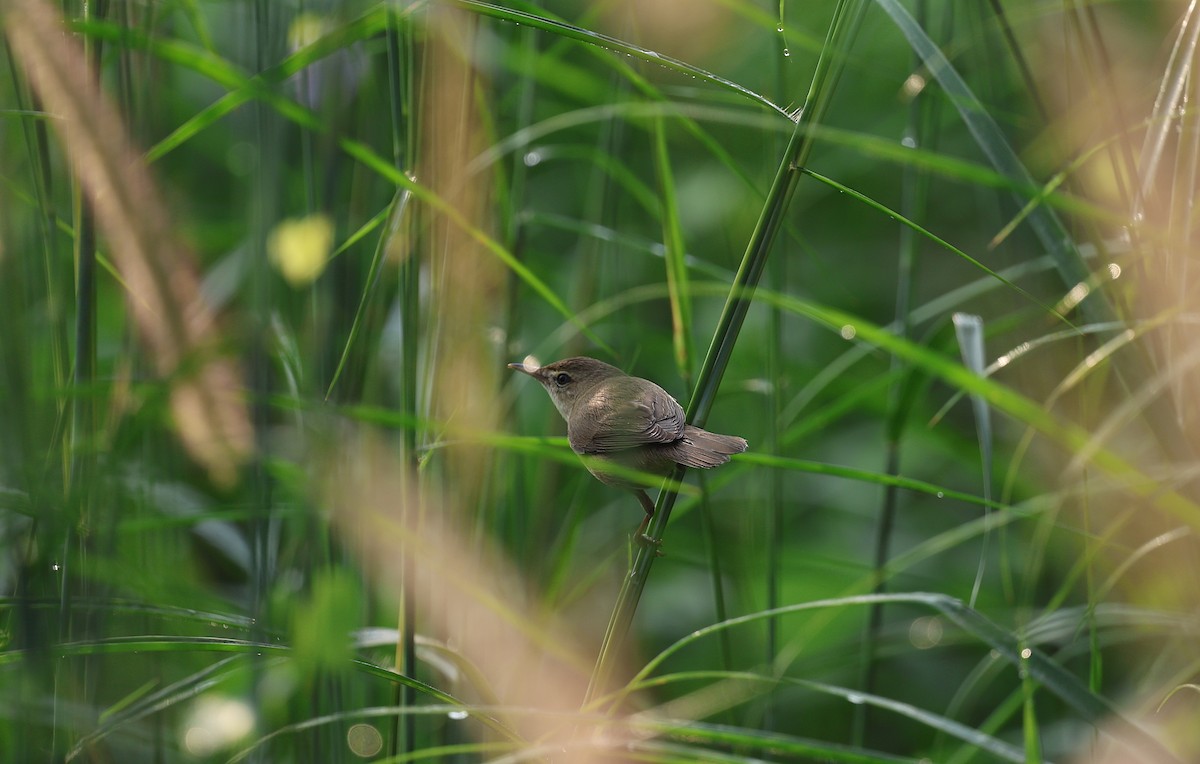 rákosník pokřovní - ML646571446